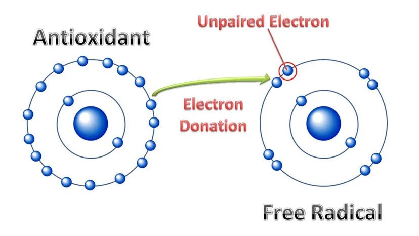 What the heck are free radicals? - Iconic Upgrades